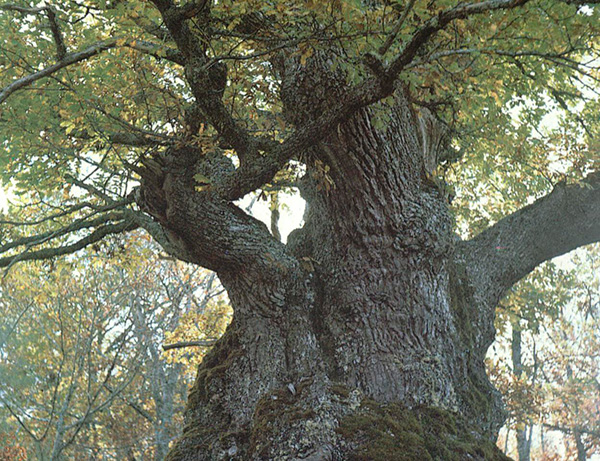 Necesito del bosque para ser árbol